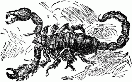 जन्म-राशि और व्यक्तित्व ---वृश्चिक-राशि